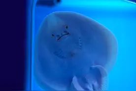 微视频｜我见到了美人鱼图片