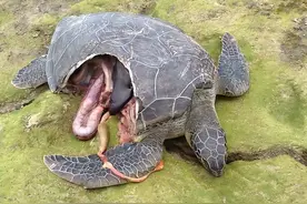 一组活久未见照：鲨鱼咬穿海龟背甲，印度猛男与豹子肉搏图片