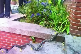 在农村里，为啥很多农户家里经常有蛇出没，怎么回事？是什么原因图片