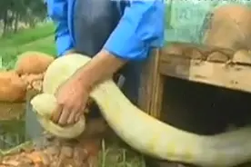 2007年昆明小伙私养黄金蟒，4年后竟突然袭人，专家查看发现端倪图片