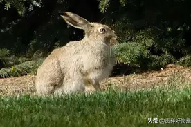 巨型食人兔真的存在吗?巨型食人兔长什么样子?最大的兔子多少斤?图片