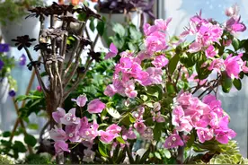 三角梅最怕3种水，不注意黄叶烂根，一个小技巧，开花一茬接一茬图片