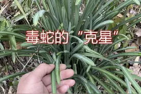 老师傅抓蛇30年，得出经验：蛇就怕2种绿植，养院子里，蛇绕路走图片