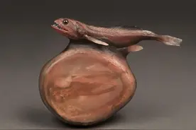 自然界最可怕的吞食者——黑叉齿鱼，能吃下自身体重10倍的猎物图片