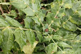 阔叶十大功劳，清热燥湿中药图片