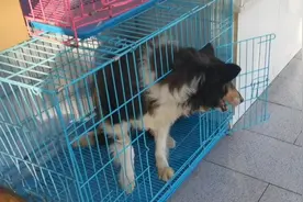 湖北：疑似退役警犬的老边牧，因未被妥善照顾，获救时已十分落魄图片