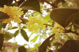 飞花令——桂花图片