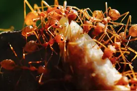 盘点20种威胁最大的动物，蛇排第四每年致死超8万，你见过几种？图片