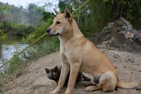 伴你长久的5种“长命狗”，养到就偷着乐吧图片