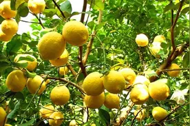 盆栽柠檬只开花不结果，春季养护改变策略，夏季果实就能挂满枝头图片