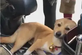 北京大学生为寻失散女友送外卖,偶然救助小狗,2年后竟是狗助重逢图片