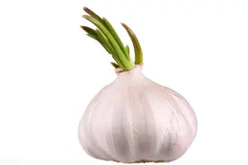 大蒜扎小辫，产量减一半，“马尾蒜”咋解决？掌握技术铺平丰产路图片