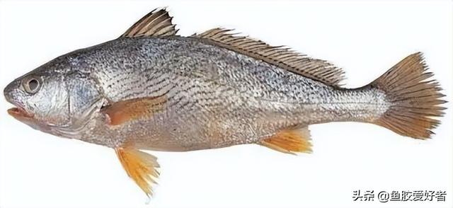 野生白花胶和养殖的区别图片 印尼野生白花胶多少一斤