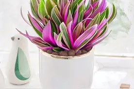 5种“贵族花”，连叶片都美爆了，随便拍张照片，就是一幅名画图片