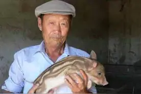 东北老人救回受伤野猪崽，抚养15年体重2200斤，野猪死后回报惊人图片