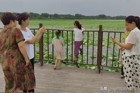 就在这儿！​盛夏荷塘成为网红打卡地图片