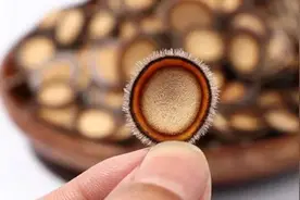 为啥要锯鹿茸？一年一次锯鹿茸，梅花鹿的感受是怎样的？它会疼吗图片