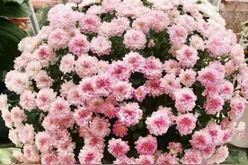 秋天养花，建议养“球菊”，爆花数个月，一盆几百朵，好看又好养图片