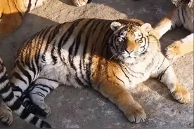 东北虎“完达山一号”重回黑龙江，体重真的能达到300公斤吗？图片