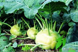 分享美食的故事，关于大头菜制作成美食的多种方法图片