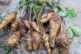 在玉米地里生长，人称“奶参”，根茎和人参一样肥大，价值高图片