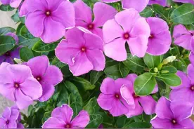 5种花“四季开”，一年365天开不停，家里养一盆，漂亮极了图片