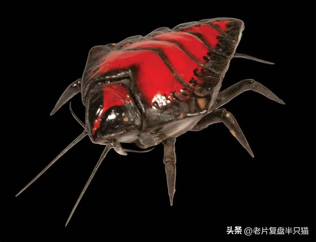 盘点《星河战队》虫族兵种，从低级兵，讲到女王和虫神