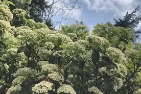 石楠味道那么“楠”，为啥还满大街都种？图片