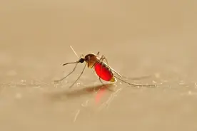 夏天蚊子最怕“它”，只需要一瓶可乐，轻轻松松消灭蚊子图片