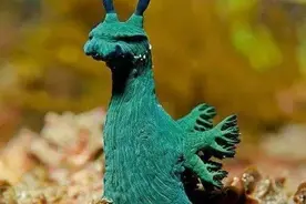 盘点那些奇特的地球生物（一）图片