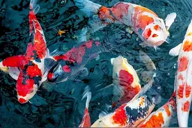 分享|养热带鱼太费电？试试养这几种冷水鱼，好看又好养图片