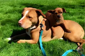 狗狗交配完就跑，其实有这5个意思图片