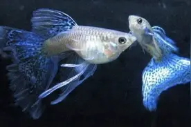 孔雀鱼系列：孔雀鱼的繁殖(下)图片