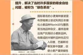 居然不想长高？小麦为什么追求矮化？图片