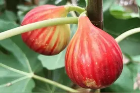 无花果长不好与这3个“恶疾”病害有关，精准识别“一治一个准”图片