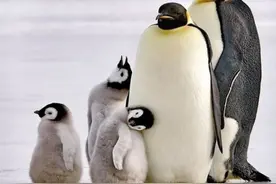 为什么企鹅在寒冷的南极不会被活活冻死？萨沙问答第74集图片