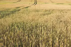 工地排水致20亩小麦被淹？全球粮食危机酝酿，毁麦能忍吗？图片