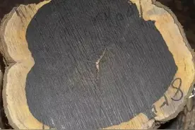 下一个有潜力的木头，你知道是哪个吗？图片