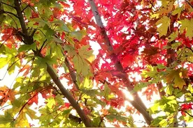 开封：汴梁美景枫叶红，一叶知秋秋意浓图片