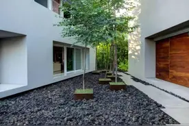 “富不富，门前树”！条件允许的话，可在家门前种这5种树！图片