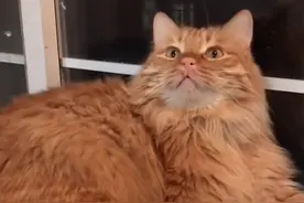 捡到小橘猫，猫妈妈多次找上门要孩子，四年过去了小橘猫长成张飞图片