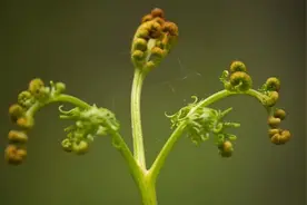 “蕨菜”能不能吃？吃了真的会致癌吗？看看医生怎么说图片