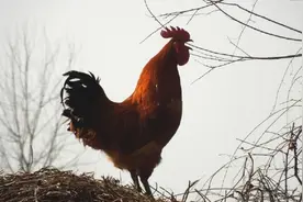 公鸡怎么知道时间，为何每天都能准时打鸣？直到2013年才被破解图片