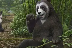 棕色大熊猫到底是怎么出现的？中国有棕熊，难道是和棕熊杂交的？图片