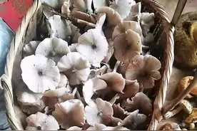 云南大山价格最贵的野生菌之一，价格是肉的十倍，你吃过吗图片