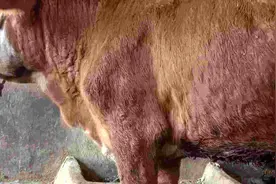 牛身上长疙瘩是什么病怎么治？牛身上长疙瘩是不是结节病？看这里图片