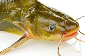 养殖一亩黄骨鱼一年能赚多少钱？图片