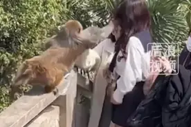 “喂食猴子被扇一巴掌”——江苏景区游客惊恐经历图片