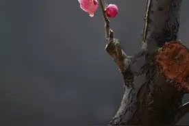 我想你，其实还有很多高级的说法图片