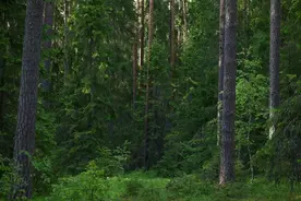 埃塞俄比亚竹业发展及与中国合作展望图片